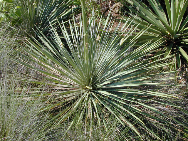 Yucca constricta (Buckley yucca) #13549