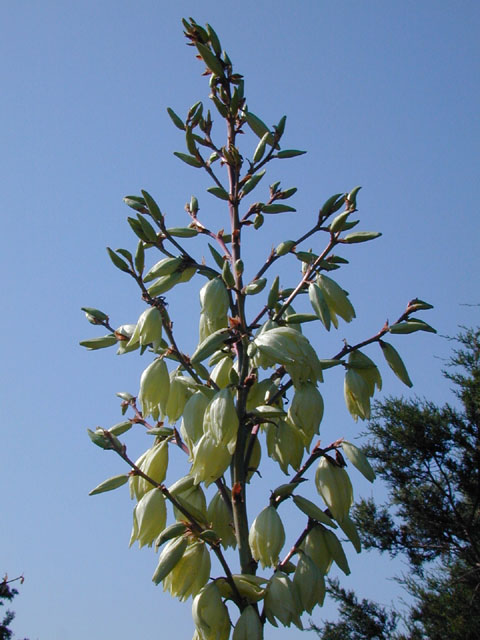 Yucca constricta (Buckley yucca) #13555