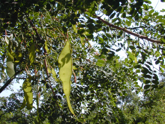Senegalia wrightii (Wright acacia) #13559