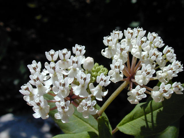 Asclepias texana (Texas milkweed) #13566