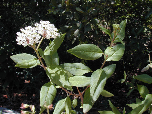 Asclepias texana (Texas milkweed) #13571