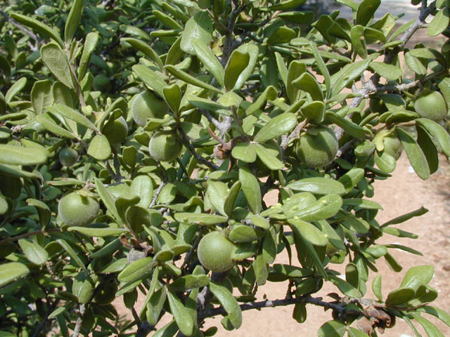Diospyros texana (Texas persimmon) #13617