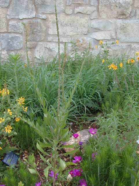 Oenothera curtiflora (Velvetweed) #13706