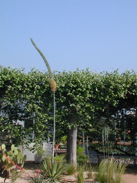 Agave univittata (Thorncrest century plant) #13717