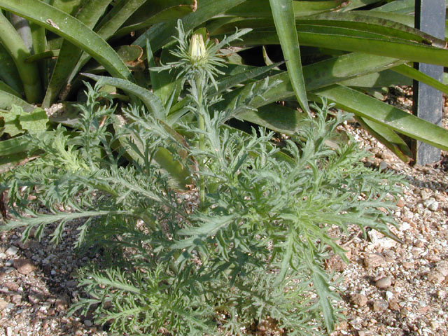 Machaeranthera tanacetifolia (Tahoka daisy) #13720