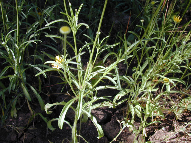 Tetraneuris linearifolia var. linearifolia (Fineleaf fournerved daisy) #13742