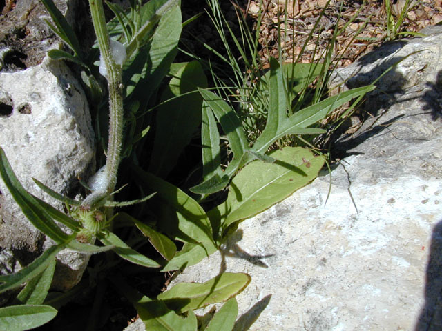 Pyrrhopappus pauciflorus (Smallflower desert-chicory) #13744