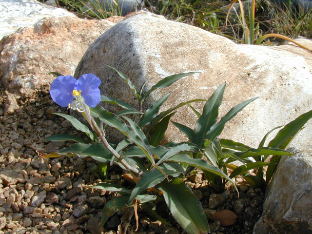 Commelina erecta var. erecta (Whitemouth dayflower) #13756