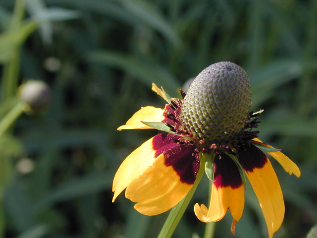 Dracopis amplexicaulis (Clasping coneflower) #13763