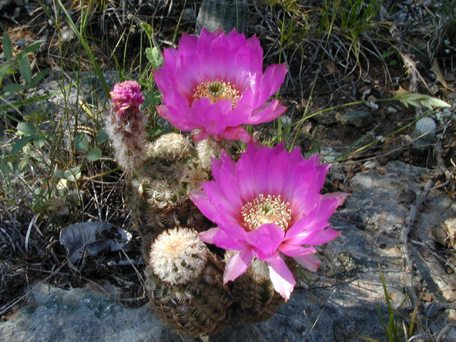 Echinocereus reichenbachii ssp. reichenbachii (Lace hedgehog cactus) #13771
