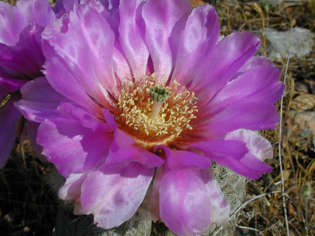 Echinocereus reichenbachii ssp. reichenbachii (Lace hedgehog cactus) #13783
