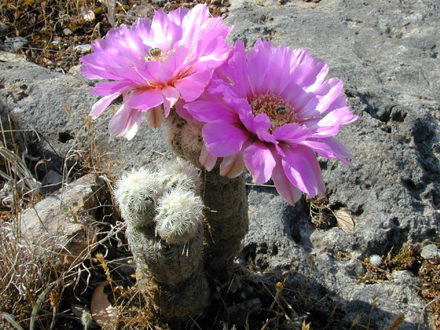 Echinocereus reichenbachii ssp. reichenbachii (Lace hedgehog cactus) #13784
