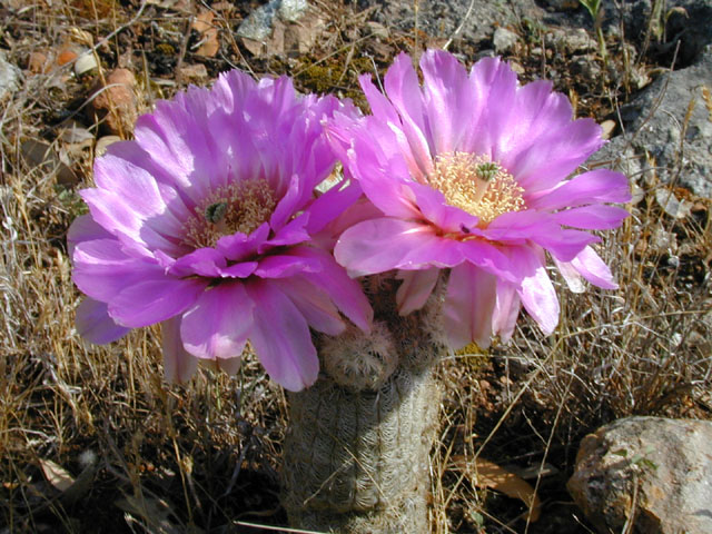 Echinocereus reichenbachii ssp. reichenbachii (Lace hedgehog cactus) #13785