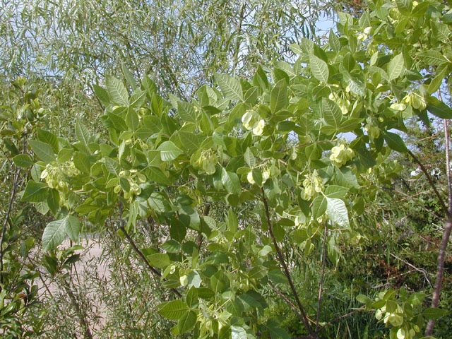 Ptelea trifoliata (Wafer ash) #13815