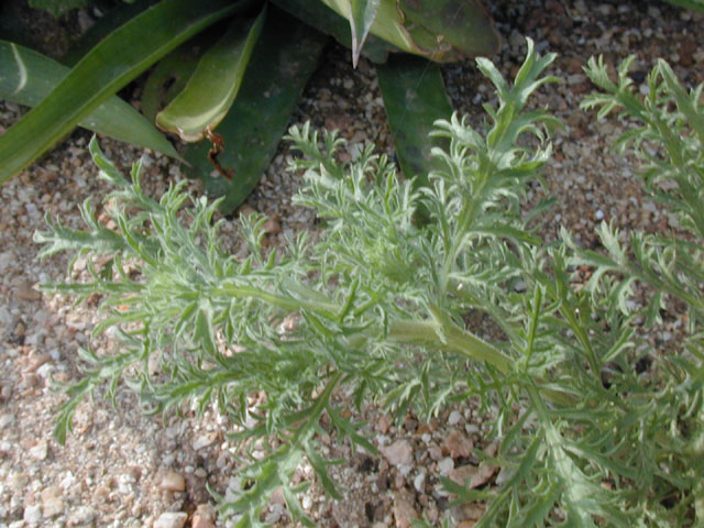 Machaeranthera tanacetifolia (Tahoka daisy) #13818