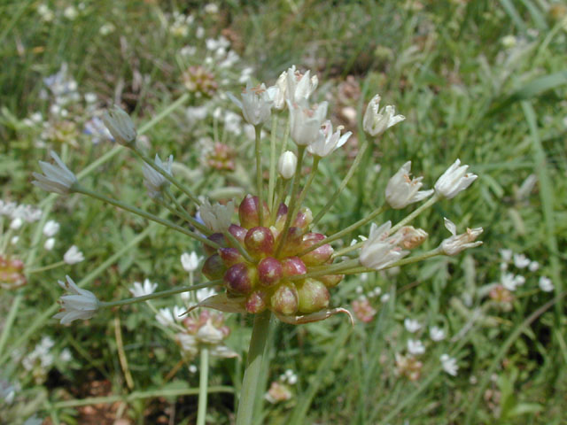 Allium canadense var. canadense (Meadow garlic) #13845