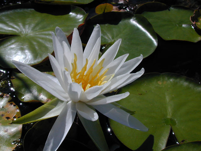 Nymphaea odorata (American white water-lily) #13937