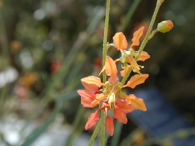 Galphimia angustifolia (Narrowleaf goldshower) #13982