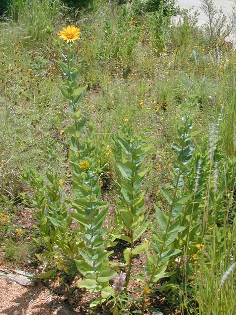 Silphium radula (Roughstem rosinweed) #13999