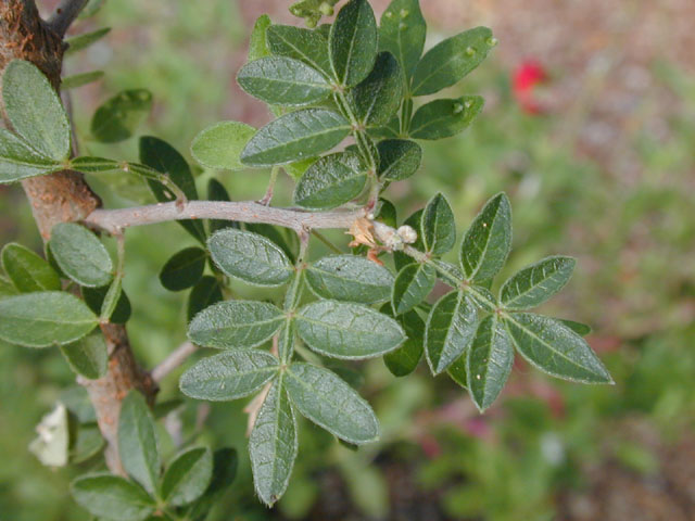 Rhus microphylla (Littleleaf sumac) #14121