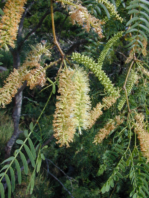 Prosopis glandulosa (Honey mesquite) #14133