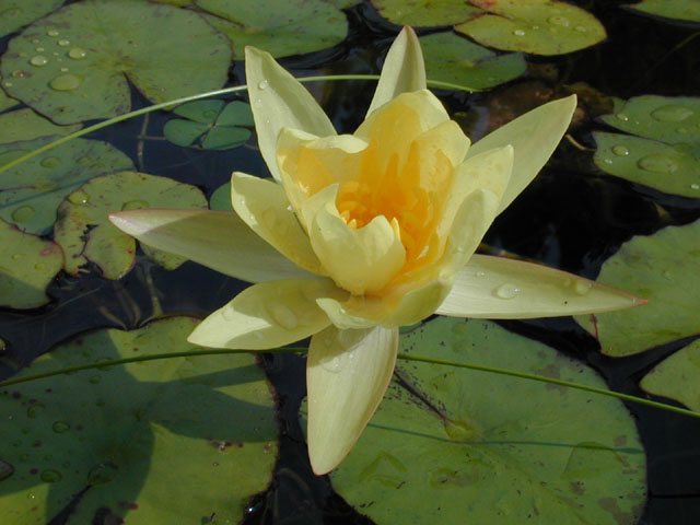 Nymphaea mexicana (Yellow waterlily) #14134