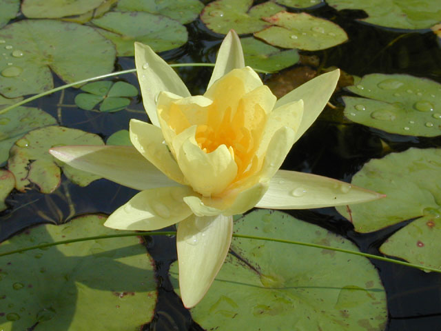 Nymphaea mexicana (Yellow waterlily) #14135