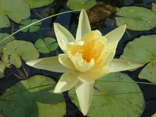 Nymphaea mexicana (Yellow waterlily) #14136