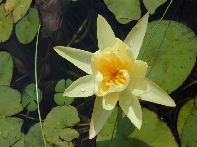 Nymphaea mexicana (Yellow waterlily) #14137