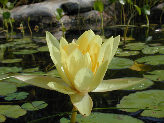 Nymphaea mexicana (Yellow waterlily) #14139