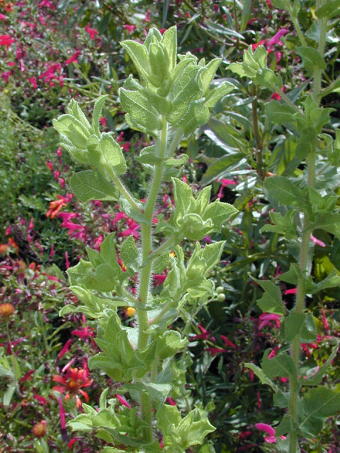 Heterotheca subaxillaris (Camphorweed) #14181