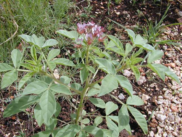 Polanisia dodecandra ssp. trachysperma (Sandyseed clammyweed) #14192
