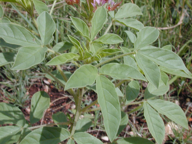 Polanisia dodecandra ssp. trachysperma (Sandyseed clammyweed) #14195