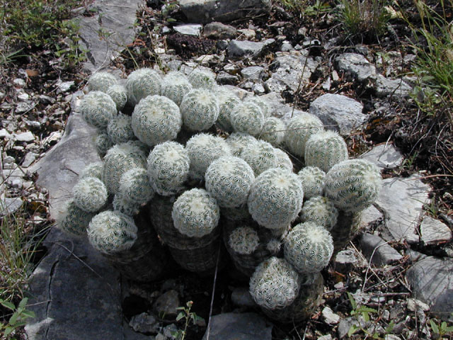 Echinocereus reichenbachii ssp. reichenbachii (Lace hedgehog cactus) #14212
