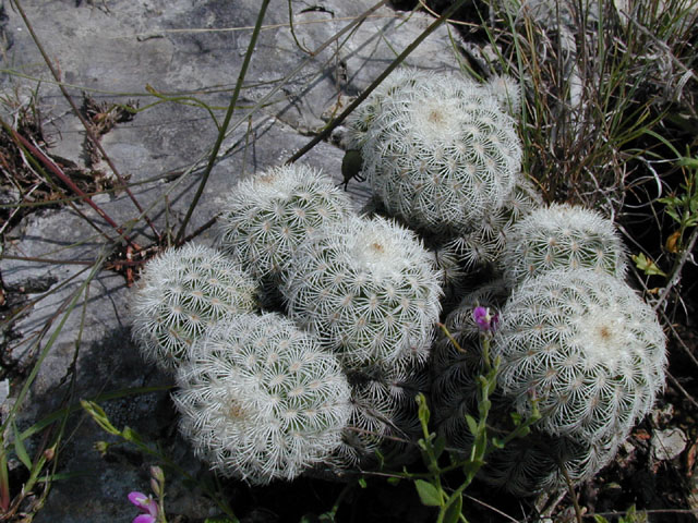 Echinocereus reichenbachii ssp. reichenbachii (Lace hedgehog cactus) #14214
