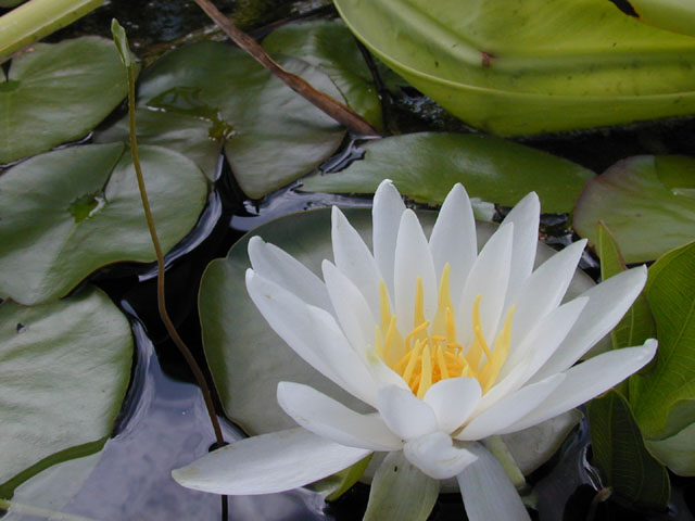 Nymphaea odorata (American white water-lily) #14232