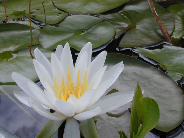 Nymphaea odorata (American white water-lily) #14233