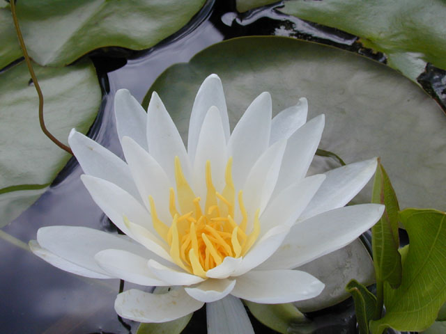 Nymphaea odorata (American white water-lily) #14234