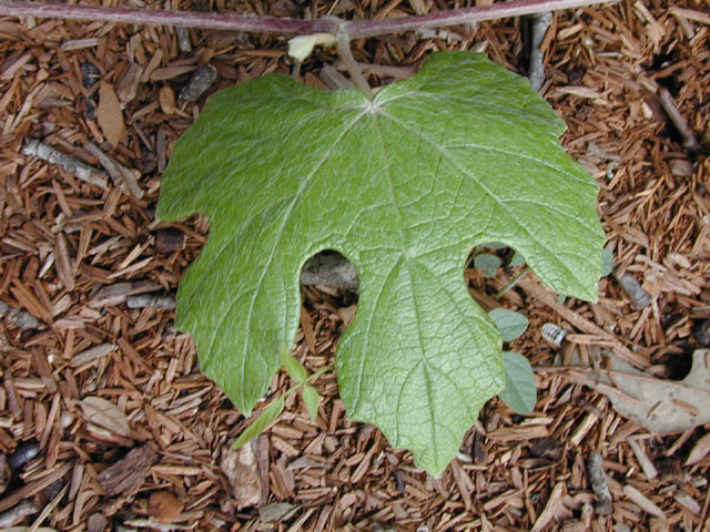 Vitis mustangensis (Mustang grape) #14249