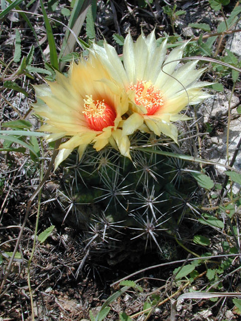 Coryphantha sulcata (Pineapple cactus) #14277