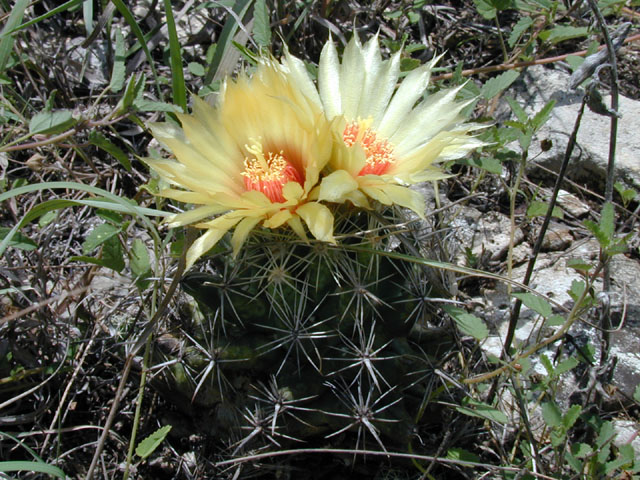 Coryphantha sulcata (Pineapple cactus) #14279