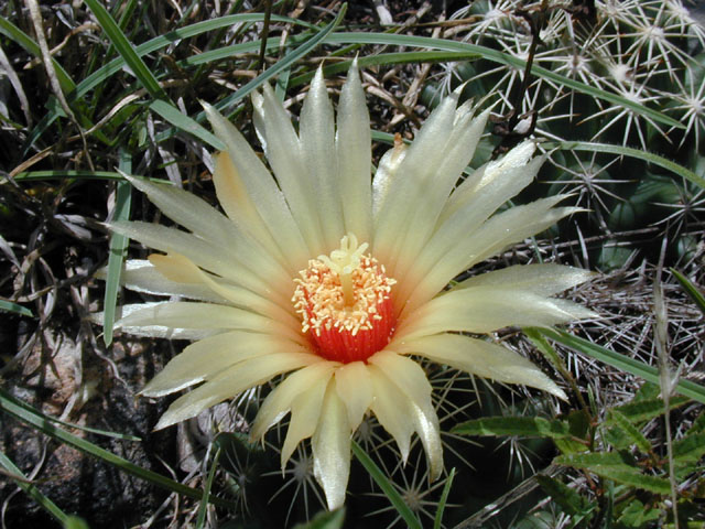 Coryphantha sulcata (Pineapple cactus) #14287