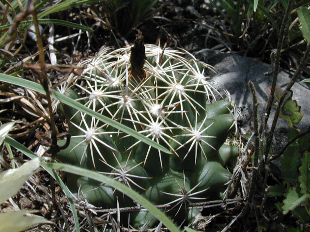 Coryphantha sulcata (Pineapple cactus) #14288