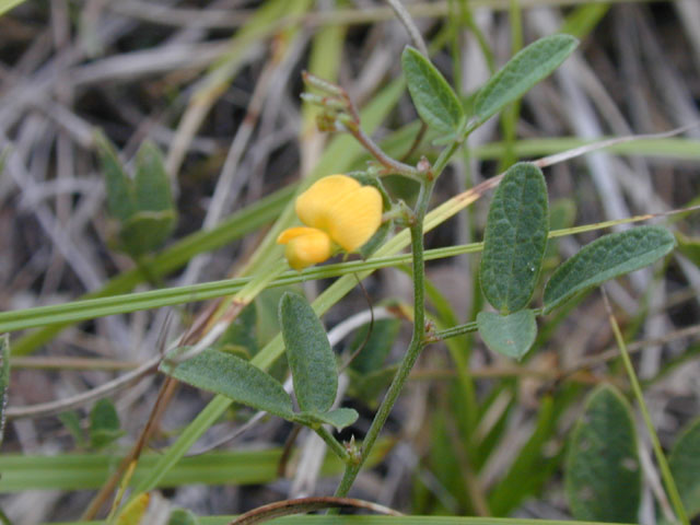 Rhynchosia senna var. texana (Texas snoutbean) #14292