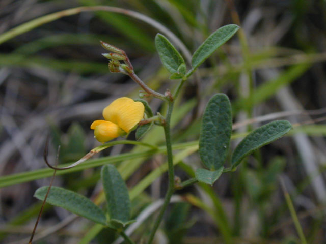 Rhynchosia senna var. texana (Texas snoutbean) #14293