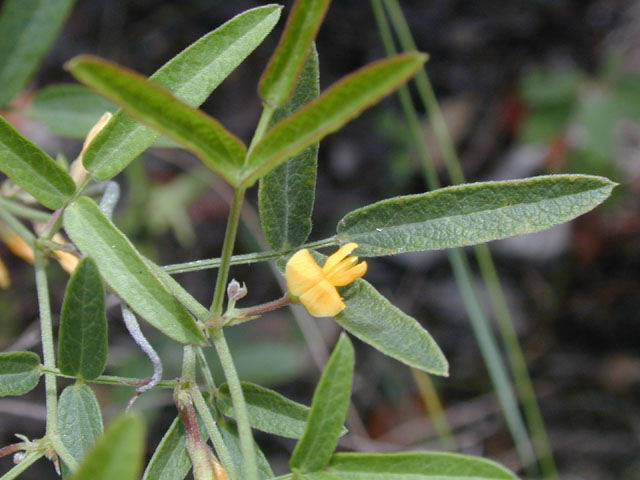 Rhynchosia senna var. texana (Texas snoutbean) #14294
