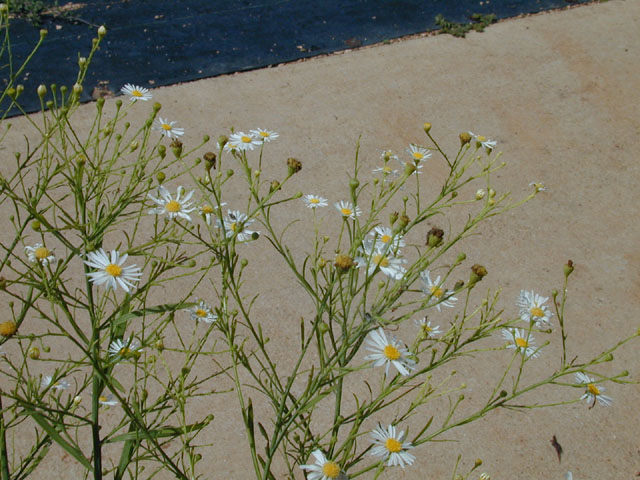 Boltonia diffusa var. diffusa (Smallhead doll's daisy) #14335