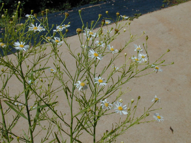 Boltonia diffusa var. diffusa (Smallhead doll's daisy) #14336