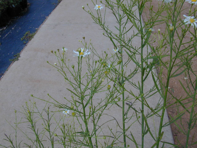 Boltonia diffusa var. diffusa (Smallhead doll's daisy) #14341