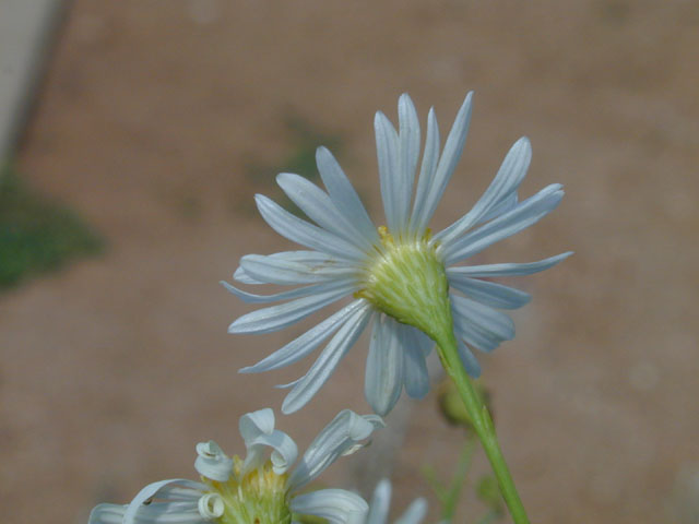 Boltonia diffusa var. diffusa (Smallhead doll's daisy) #14342